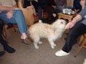2010-01-28 17-05-13 Anis-chienne de Philippe-CGn